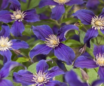 Waldrebe (Clematis So Many 'Blue Flowers')