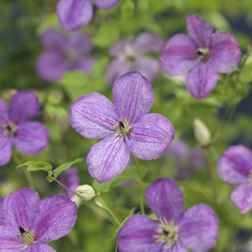 Clematis So Many 'Blue Flowers'