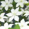 Waldrebe (Clematis So Many 'White Flowers')