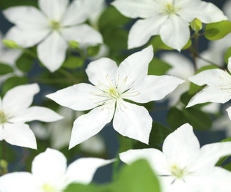 Waldrebe (Clematis So Many 'White Flowers')