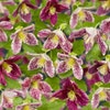 Waldrebe (Clematis 'cirrhosa Freckles')