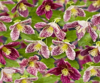 Waldrebe (Clematis 'cirrhosa Freckles')