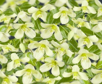 Waldrebe (Clematis cirrhosa 'Wisley Cream')