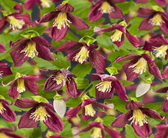 Waldrebe (Clematis cirrhosa 'Landsdowne Gem')
