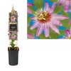 Passionsblume (Passiflora 'Anastasia')