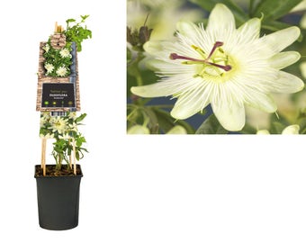 Passionsblume (Passiflora 'Avalanche')