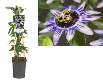 Passionsblume (Passiflora ‘Damsel’s Delight’)