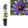 Passionsblume (Passiflora 'Purple Haze')