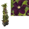 Hedera-Clematis Mix Hecke (Warszawska Nike)