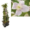 Hedera-Clematis-Mix Hecke (Mayleen)