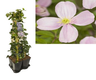 Efeu-Clematis-Mix Hecke (Rubens)