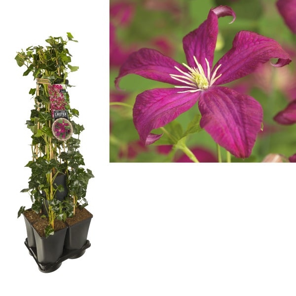Efeu-Clematis Mix Hecke (M.J. Correvon)