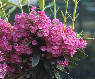 Löffelbaum (Kalmia angustifolia 'Rubra')