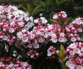 Löffelbaum (Kalmia latifolia 'Ostbo Red')