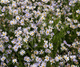 Sommeraster (Kalimeris incisa)