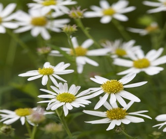 Sommeraster (Kalimeris (Kalimeris incisa 'Alba'))