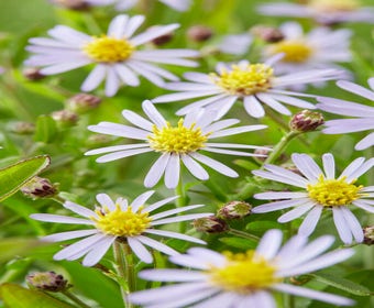 Sommeraster (Kalimeris incisa 'Nana blue')