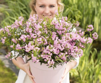 Löffelbaum (Kalmia Polifolia)