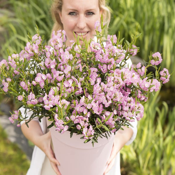 Löffelbaum (Kalmia Polifolia)