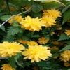 Ritterspornstrauch (Kerria japonica 'Pleniflora')