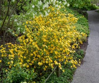 Ranonkelstrauch (Kerria japonica)