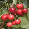 Leikirsche (Prunus avium 'Kordia')