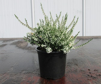 Struikheide (Calluna vulgaris 'Kinlochruel')