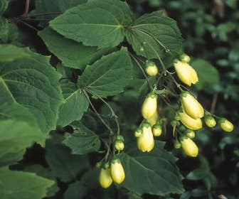 Japanische  Wasblume (Kirengeshoma palmata)