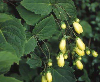 Japanische  Wasblume (Kirengeshoma palmata)