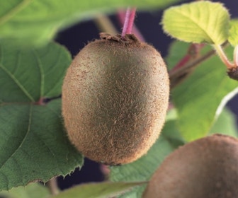 Kiwipflanze Actinidia chinensis 'Solissimo'
