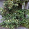Kletterhortensie (Hydrangea anomala petiolaris)