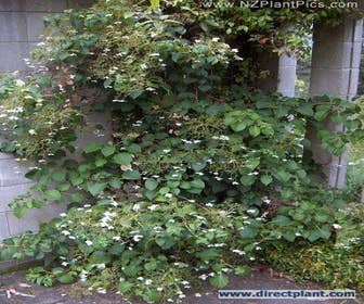 Kletterhortensie (Hydrangea anomala petiolaris)