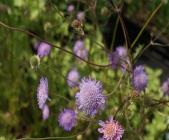 Wiesenknautie (Knautia arvensis) BIO