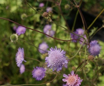 Wiesenknautie (Knautia arvensis) BIO