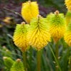 Feuerpfeil (Kniphofia 'Bees Lemon')