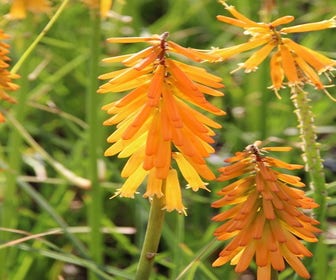 Vuurpijl/Fackellelie (Kniphofia 'Mango Popsicle')