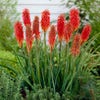 Feuerpfeil (Kniphofia 'Nancy Red')
