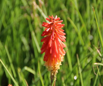 Feuerlanze/Fackellilie (Kniphofia 'Papaya Popsicle')