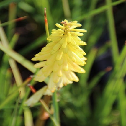 Kniphofia 'Pineapple Popsicle' (Vuurpijl)