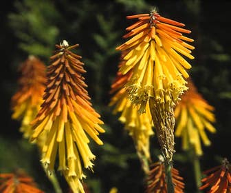 Feuerpfeil/Fackellilie (Kniphofia uvaria 'Grandiflora')