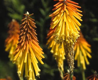 Feuerpfeil/Fackellilie (Kniphofia uvaria 'Grandiflora')