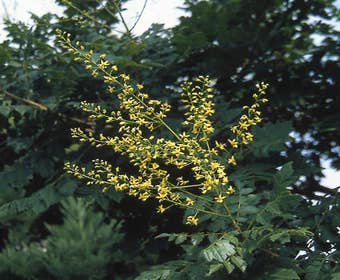 Seifenbaum (Koelreuteria paniculata)