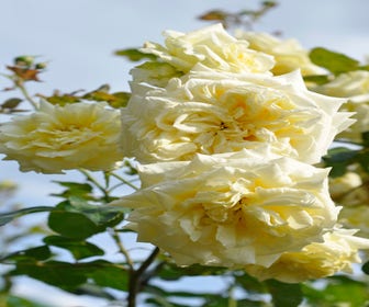 Rose (Rosa 'Elfe')