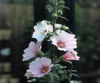 Strauchmalve (Lavatera 'Barnsley')