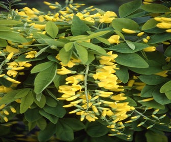 Goldregen als Baum (Laburnum anagyroides 'Yellow rocket')