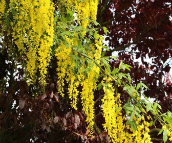 Goldregen, Strauch (Laburnum watereri 'Vossii')