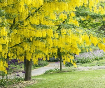Goldregen als Baum (Laburnum watereri 'Vossii')