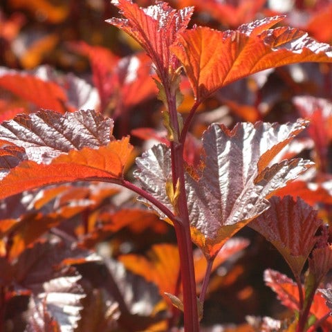 Blasenspiere (Physocarpus opulifolius 'Lady in Red')
