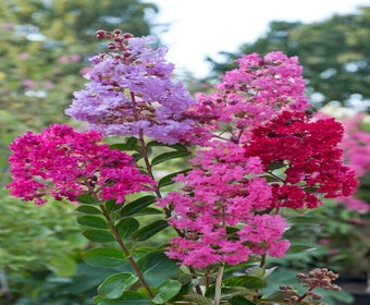 Lagerstroemia (Lagerstroemia indica 'Red Imperator')