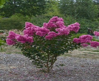 Lagerstroemia rosa (Lagerstroemia indica)